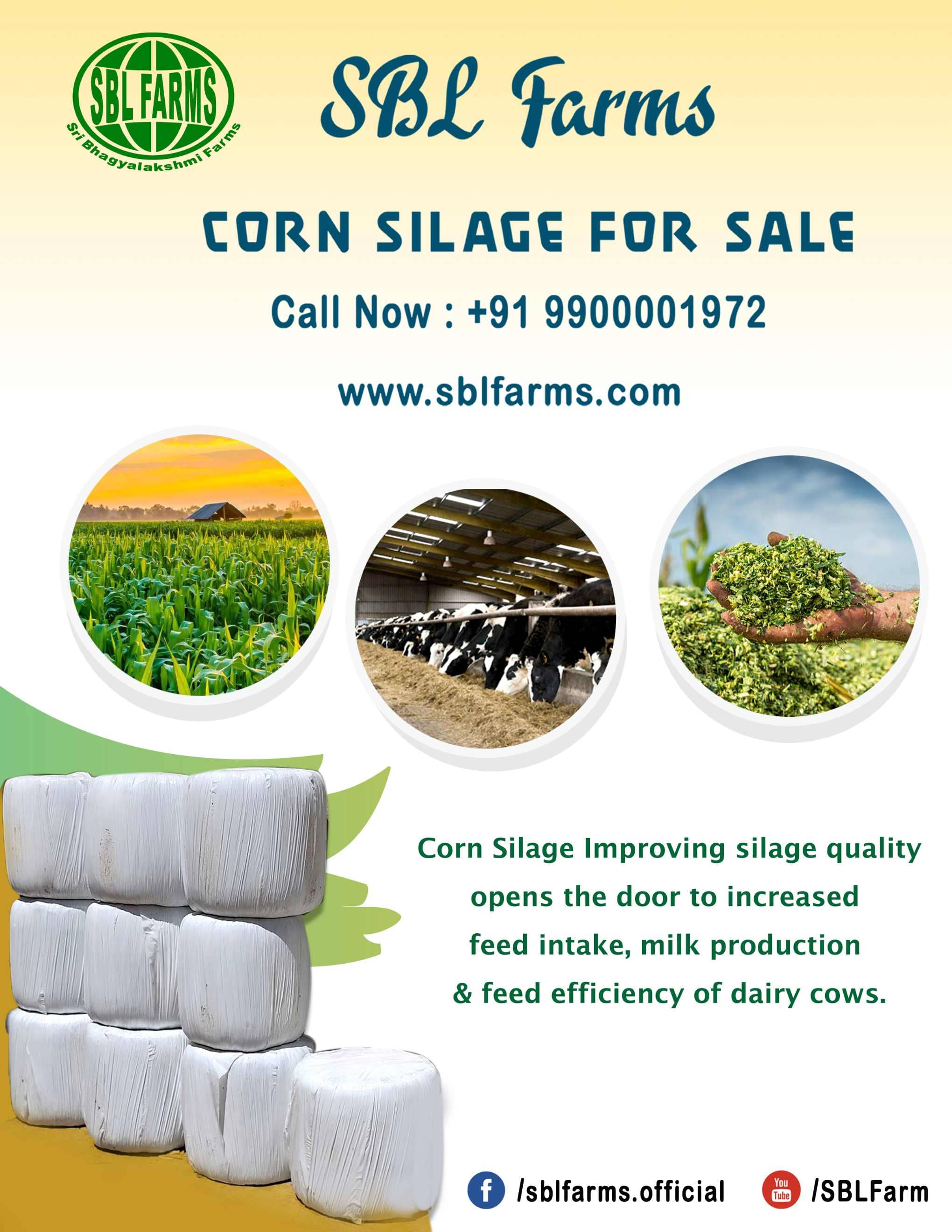 Corn Silage Suppliers in Bangalore | Corn Silage for Sale  |  Corn Silage, Baby Corn Silage manufacturers, suppliers & exporters in Bangalore | corn silage for sale in bangalore |  Sri Bhagyalakshmi Farms Corn Silage Bangalore| Silage Balers | Animal Feed Manufacturers | Production of Silage |Cattle feed manufacturers & suppliers - SBL Farms is solving the biggest fodder crisis in India, by supplying Silage bales, Bailing machines to dairy farmers, Cooperatives, Animal Husbandry | Best Cattle Feed Manufacturers & Silage Suppliers in India | Indias Best Baled Silage Producers